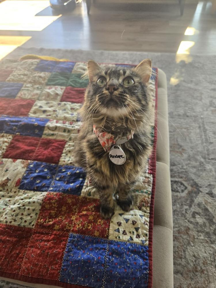 Penelope thumbnail 5