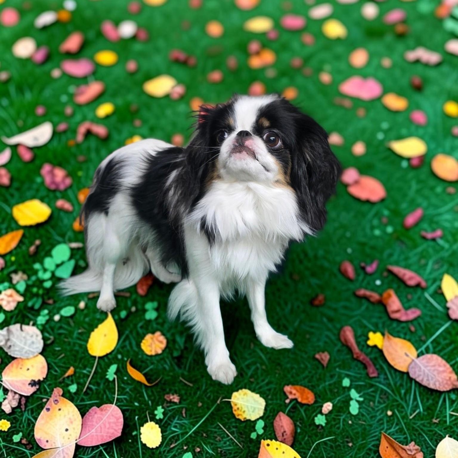 Enlarge Dior, a Adoptable Japanese Chin in Dallas, GA image 5/5