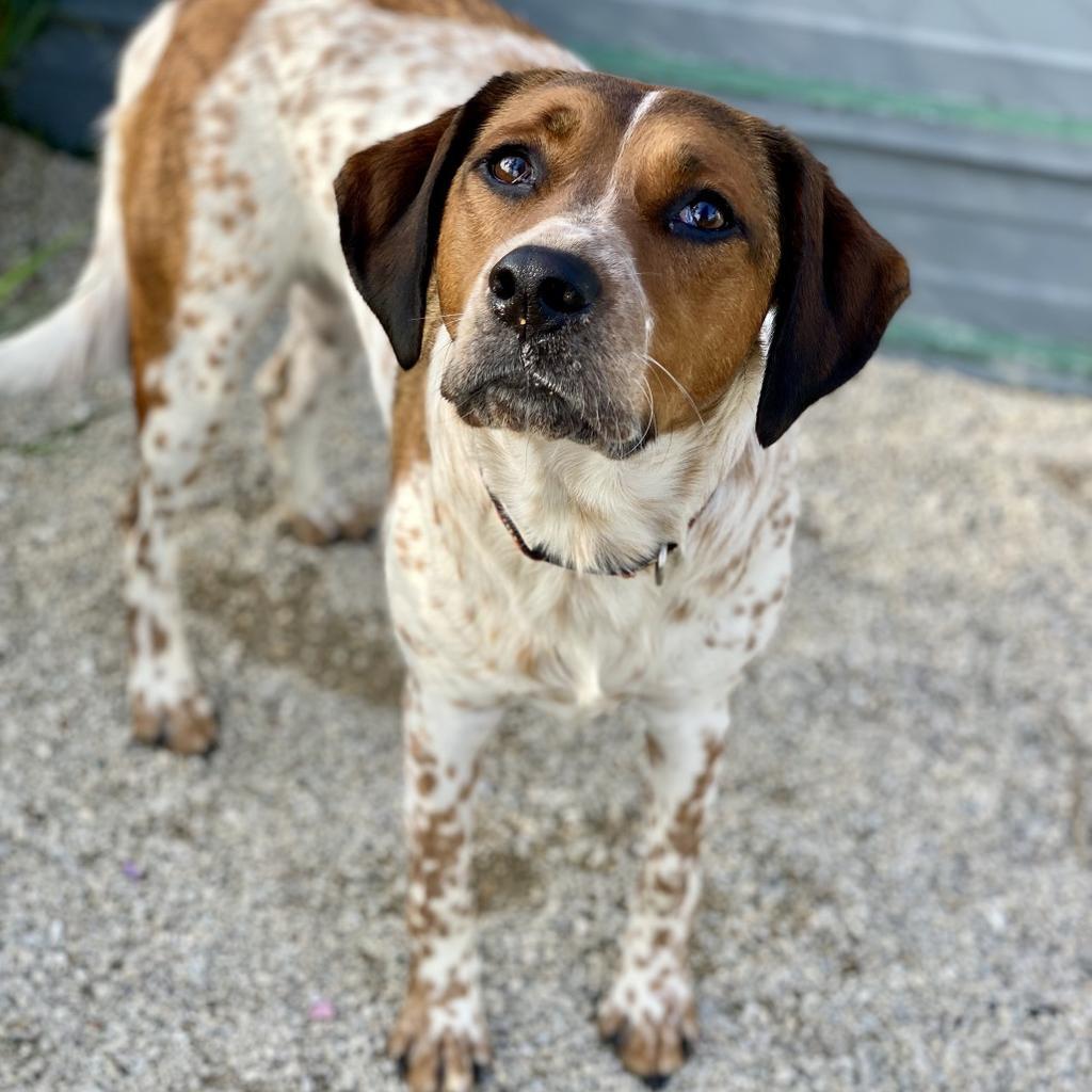 Anais, Adoptable, Adult Female Coonhound & Mixed Breed.