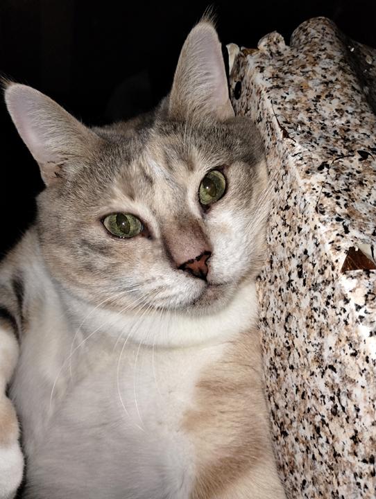 Sweet Girl Peaches – Special Needs Kitty, Adoptable, Adult Female Calico.