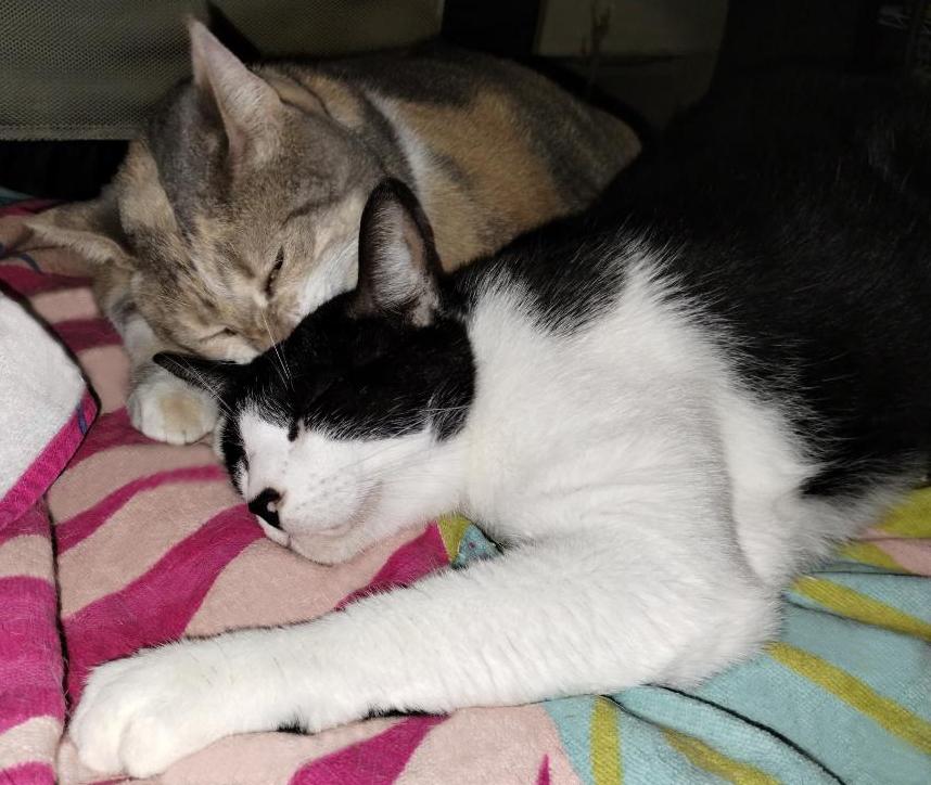 Enlarge Sweet Girl Peaches – Special Needs Kitty, a Adoptable Calico in Metairie, LA image 6/6