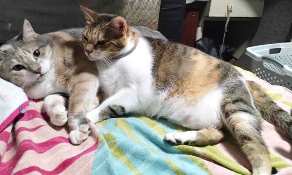 Enlarge Sweet Girl Peaches – Special Needs Kitty, a Adoptable Calico in Metairie, LA image 5/6