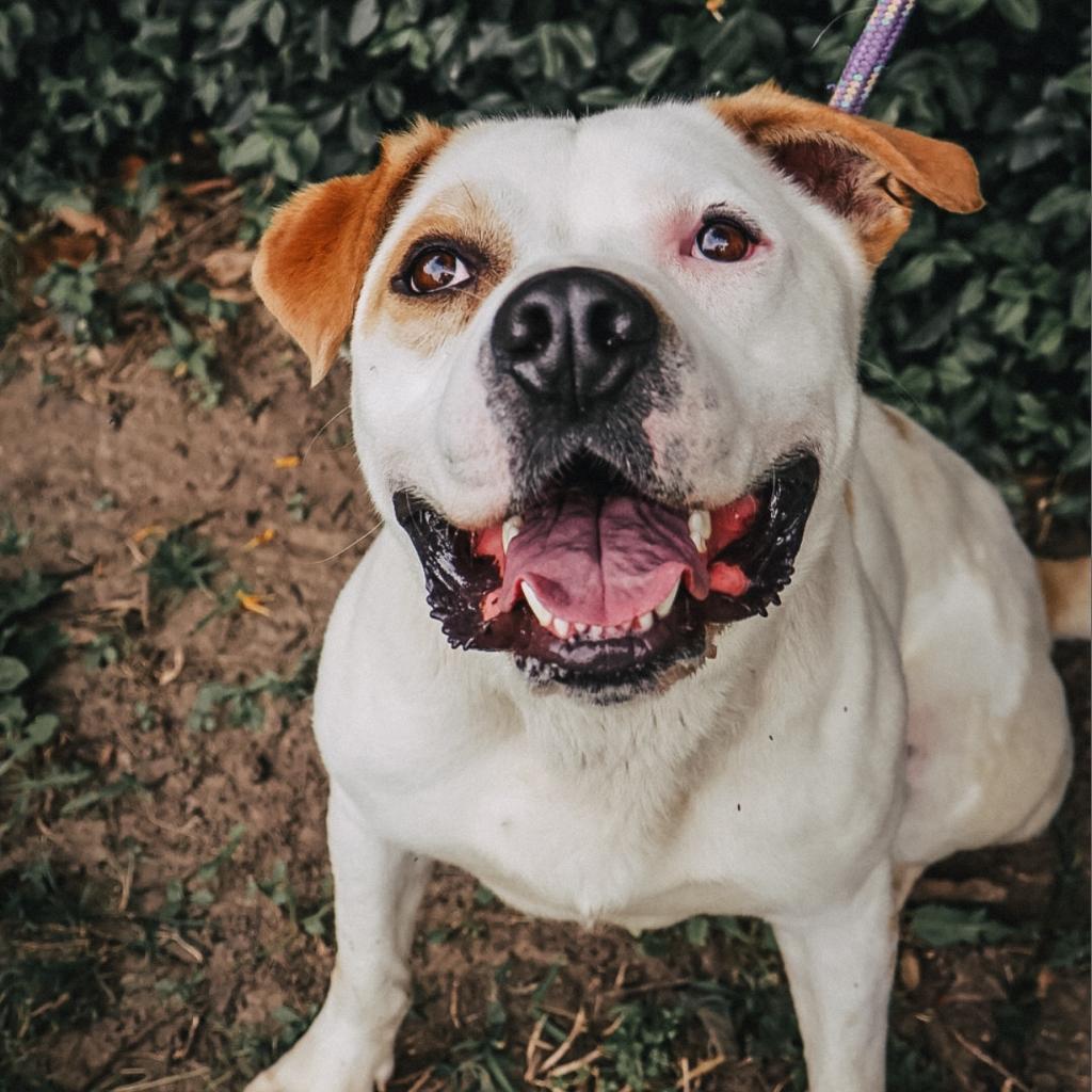 Dewey, Adoptable, Adult Male American Bulldog.