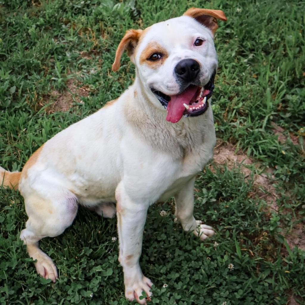 Enlarge Dewey, a Adoptable American Bulldog in Warrensburg, MO image 2/6