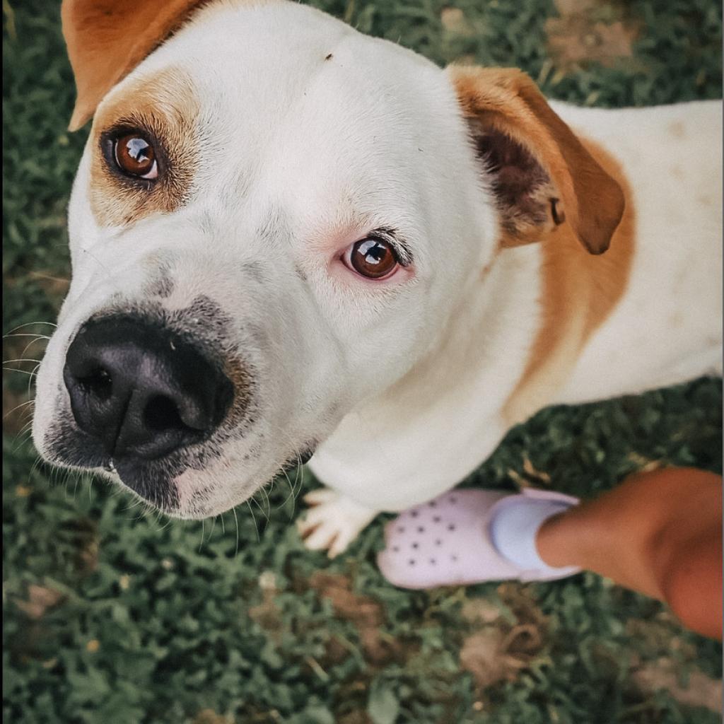 Enlarge Dewey, a Adoptable American Bulldog in Warrensburg, MO image 3/6