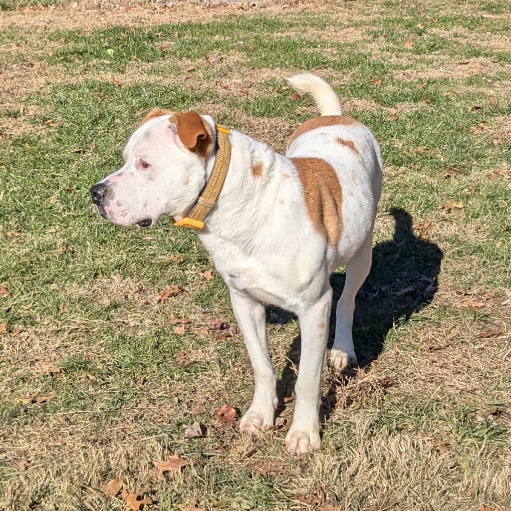 Enlarge Dewey, a Adoptable American Bulldog in Warrensburg, MO image 5/6
