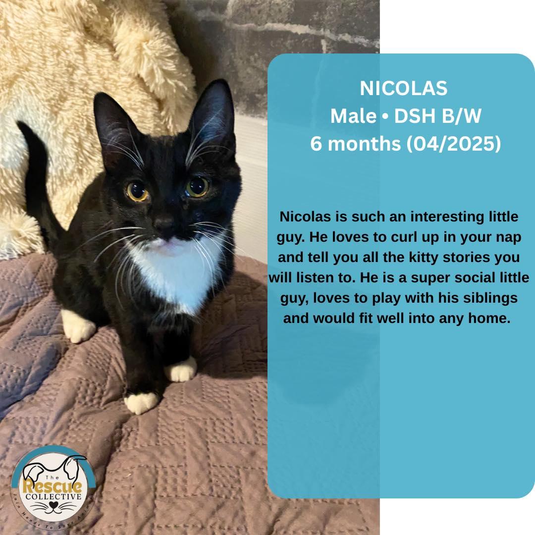 Nicolas, an adoptable Domestic Short Hair in Clive, AB, T0C 0Y0 | Photo Image 1