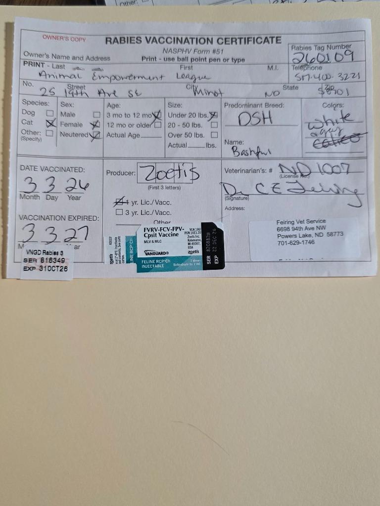 Enlarge Bashful, a Adoptable mixed breed in Minot, ND image 1/2