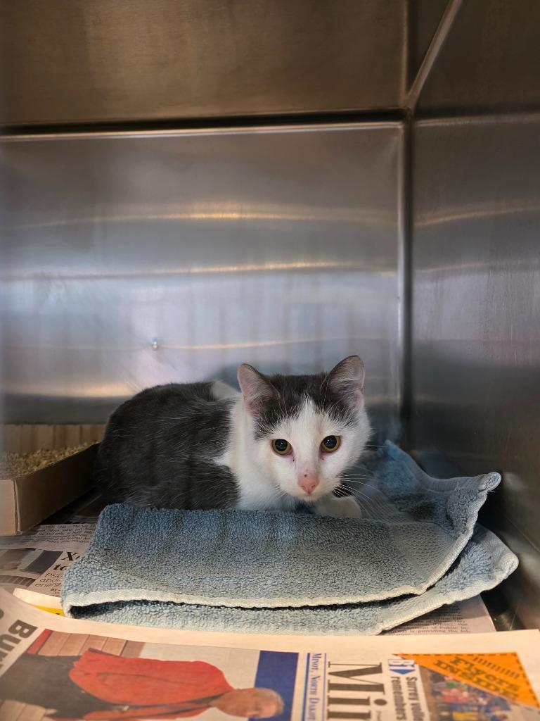 Enlarge Bashful, a Adoptable mixed breed in Minot, ND image 2/2