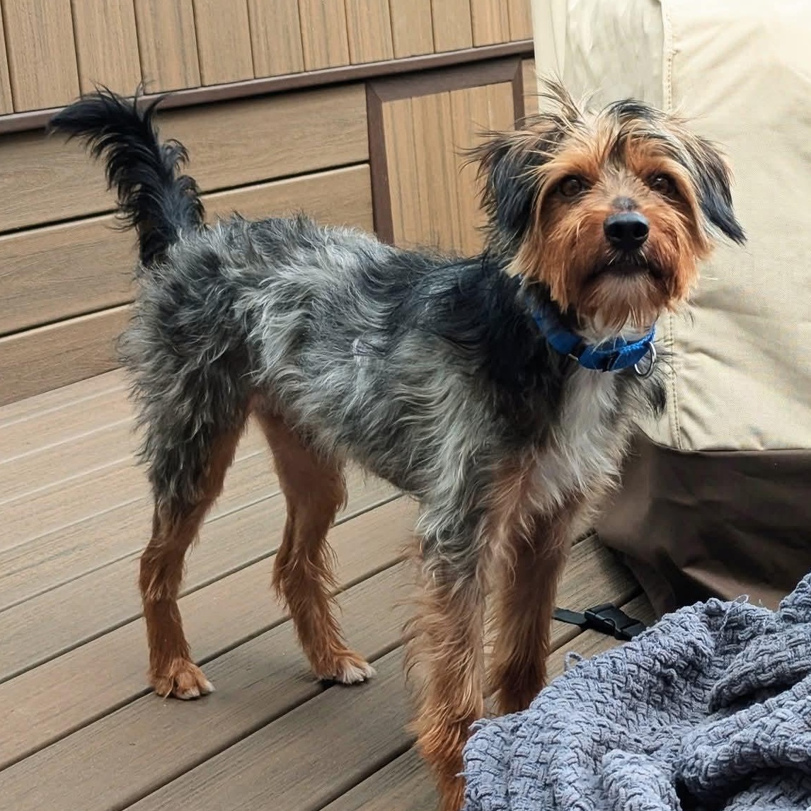 Mister - ADOPTED, Adopted, Adult Male Yorkshire Terrier.