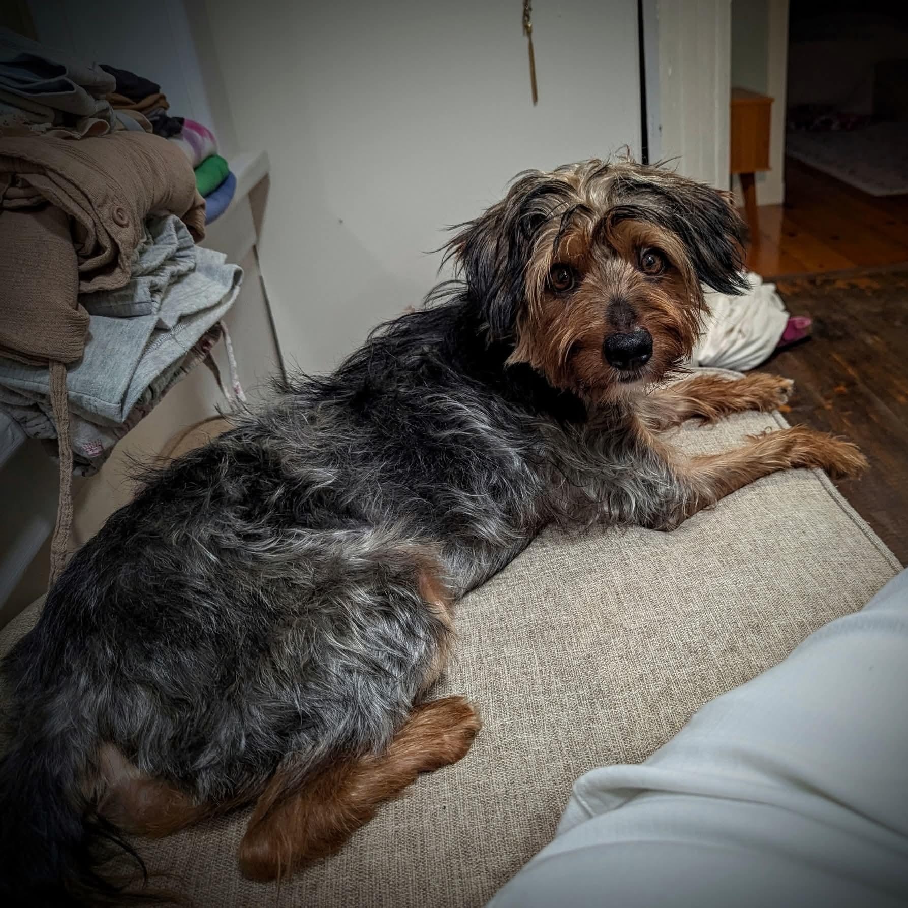 Enlarge Mister - ADOPTED, a Adopted mixed breed in Mount Bethel, PA image 2/4