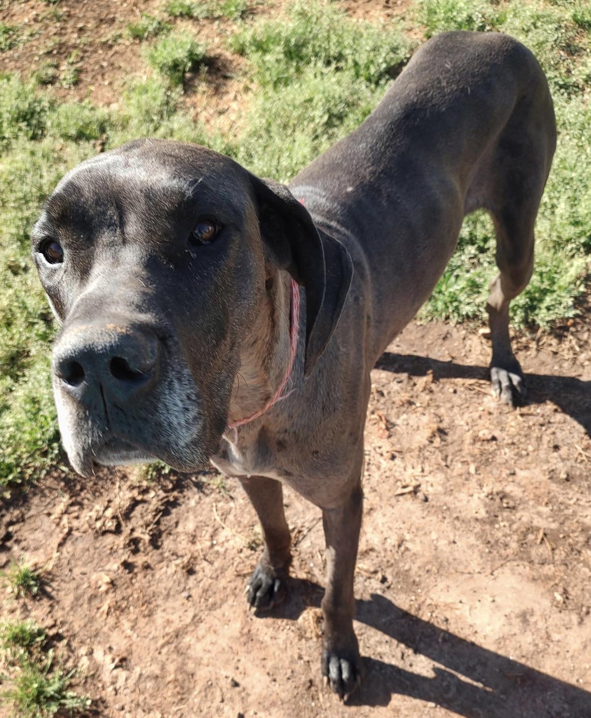 Enlarge Athena, a ADOPTABLE Great Dane in Williamston, SC image 1/1