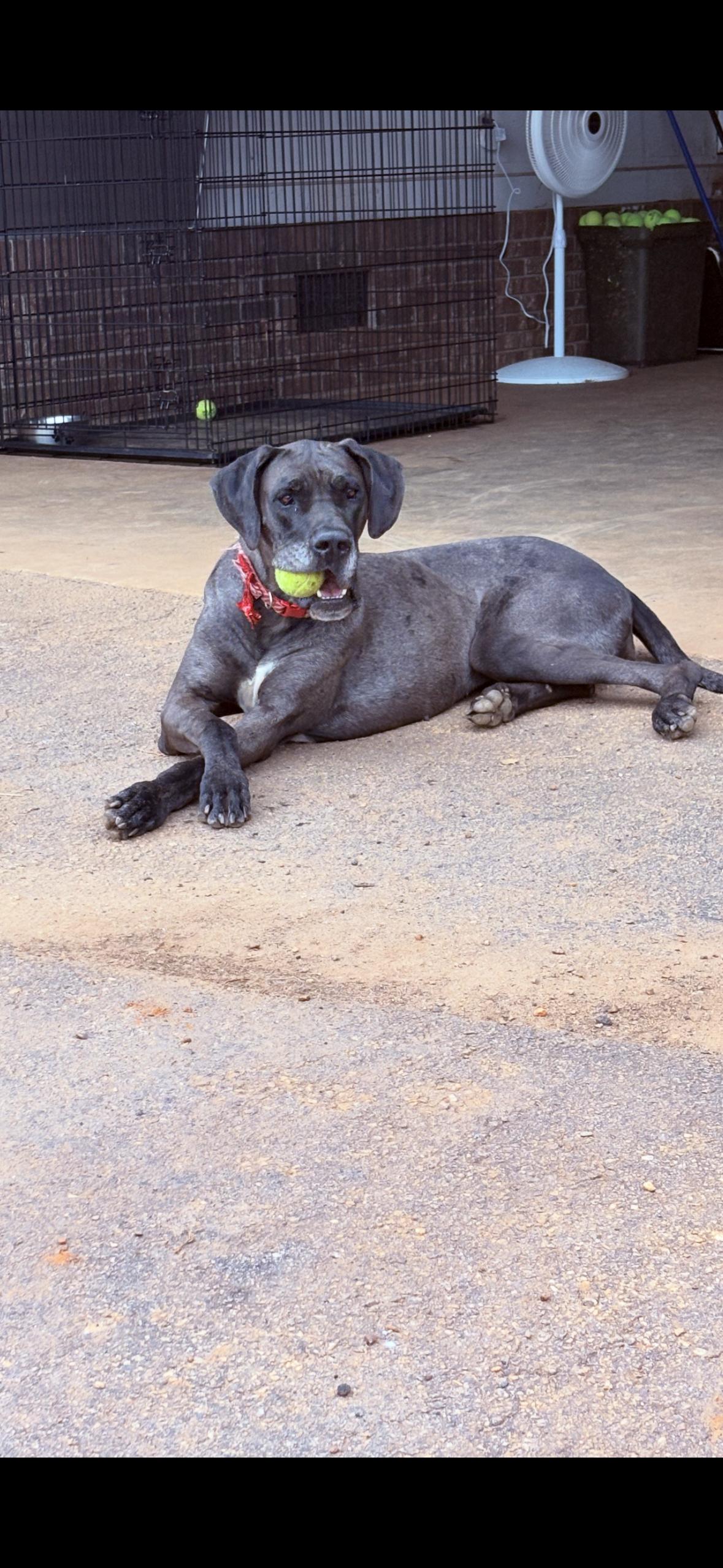 Athena, ADOPTABLE, Adult Female Great Dane.