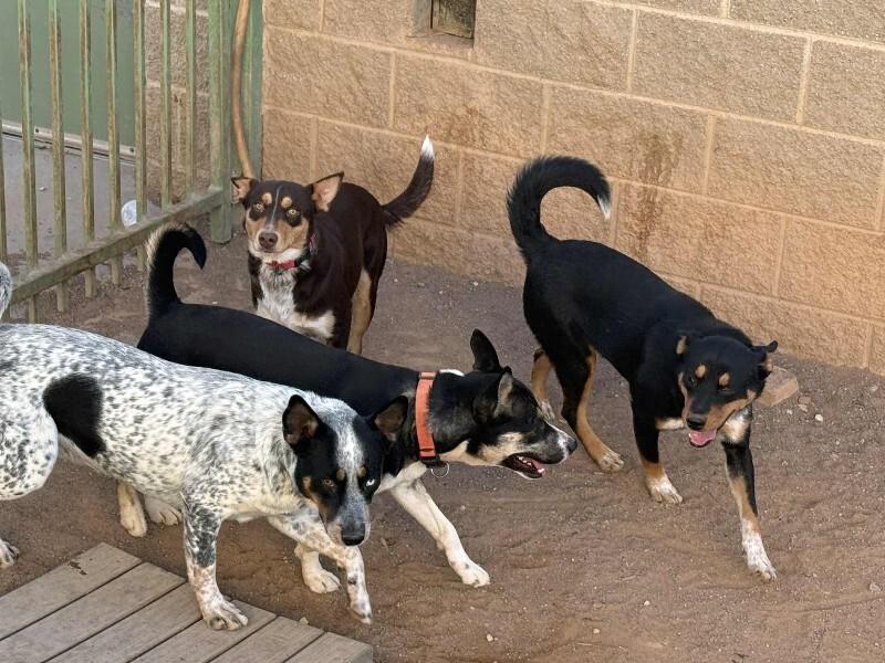 Carly, a Adoptable Mixed Breed in Hobbs, NM image 2/3