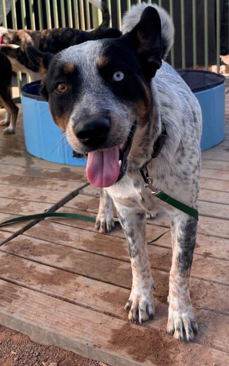 Carly, Adoptable, Adult Female Mixed Breed.