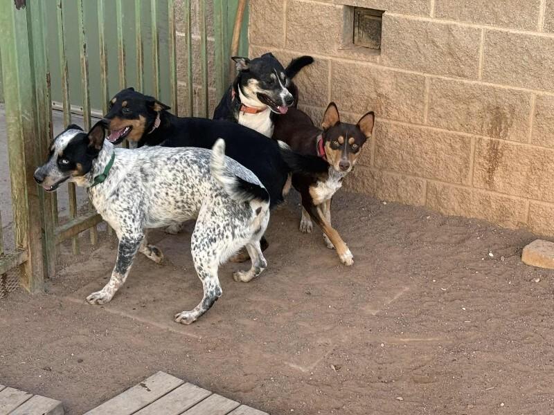 Carly, a Adoptable Mixed Breed in Hobbs, NM image 3/3