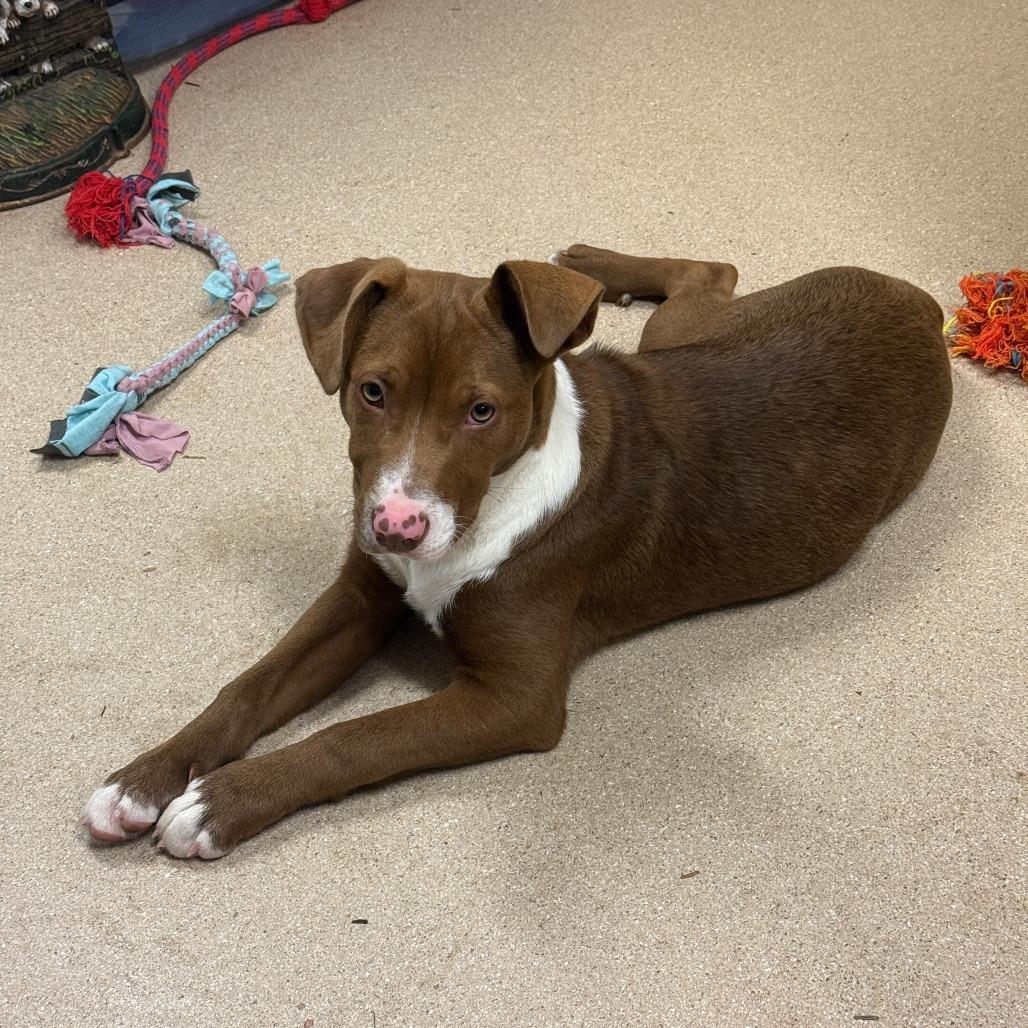 Tanzy, Adoptable, Young Female Mixed Breed.