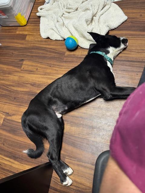 Enlarge Luigi, a Adoptable Hound in Bloomington, IN image 5/6
