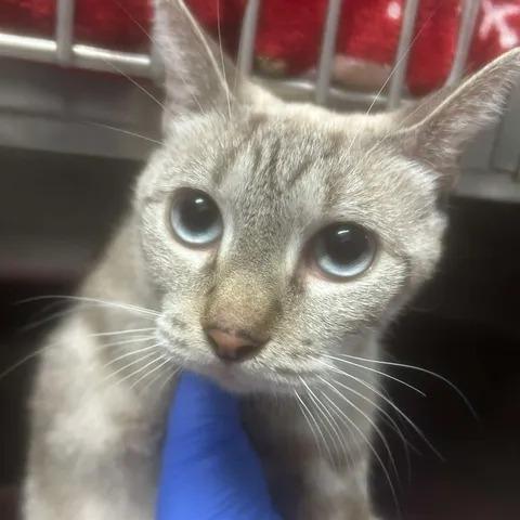 Moon Beam, Adoptable, Adult Female Siamese.