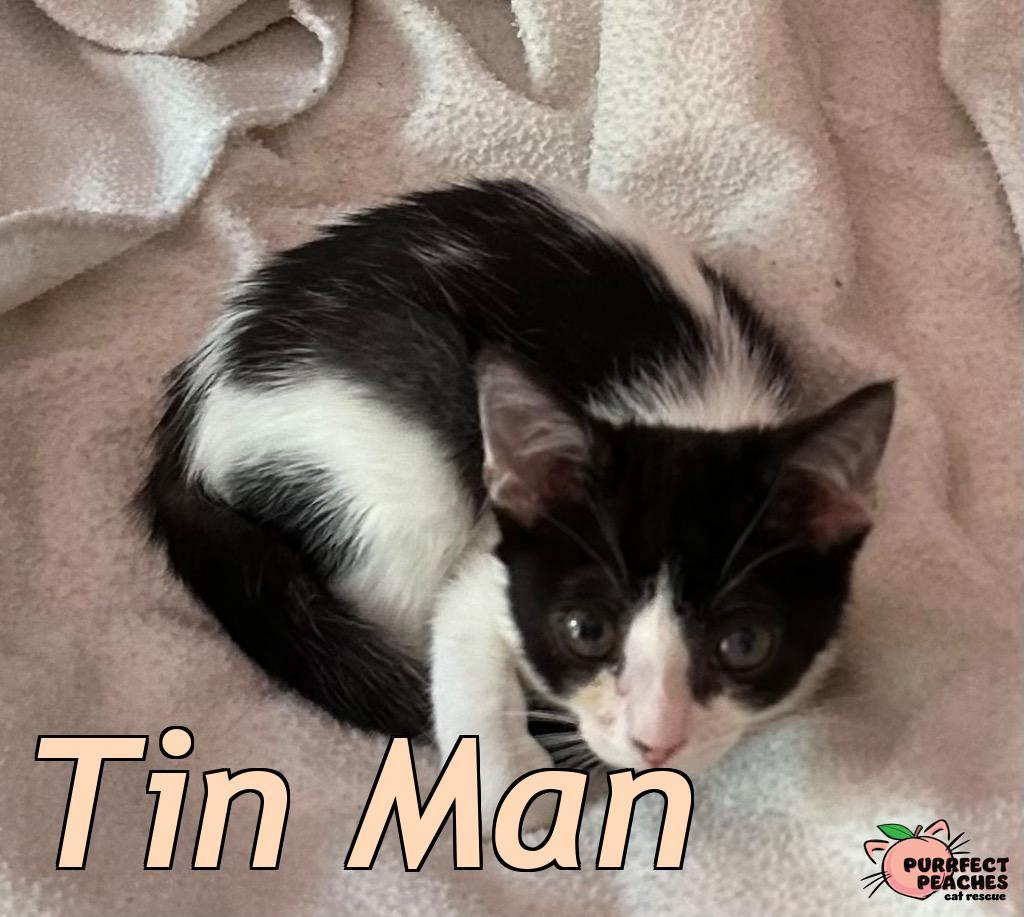 Enlarge Tin Man, a Adoptable mixed breed in Douglasville, GA image 2/2