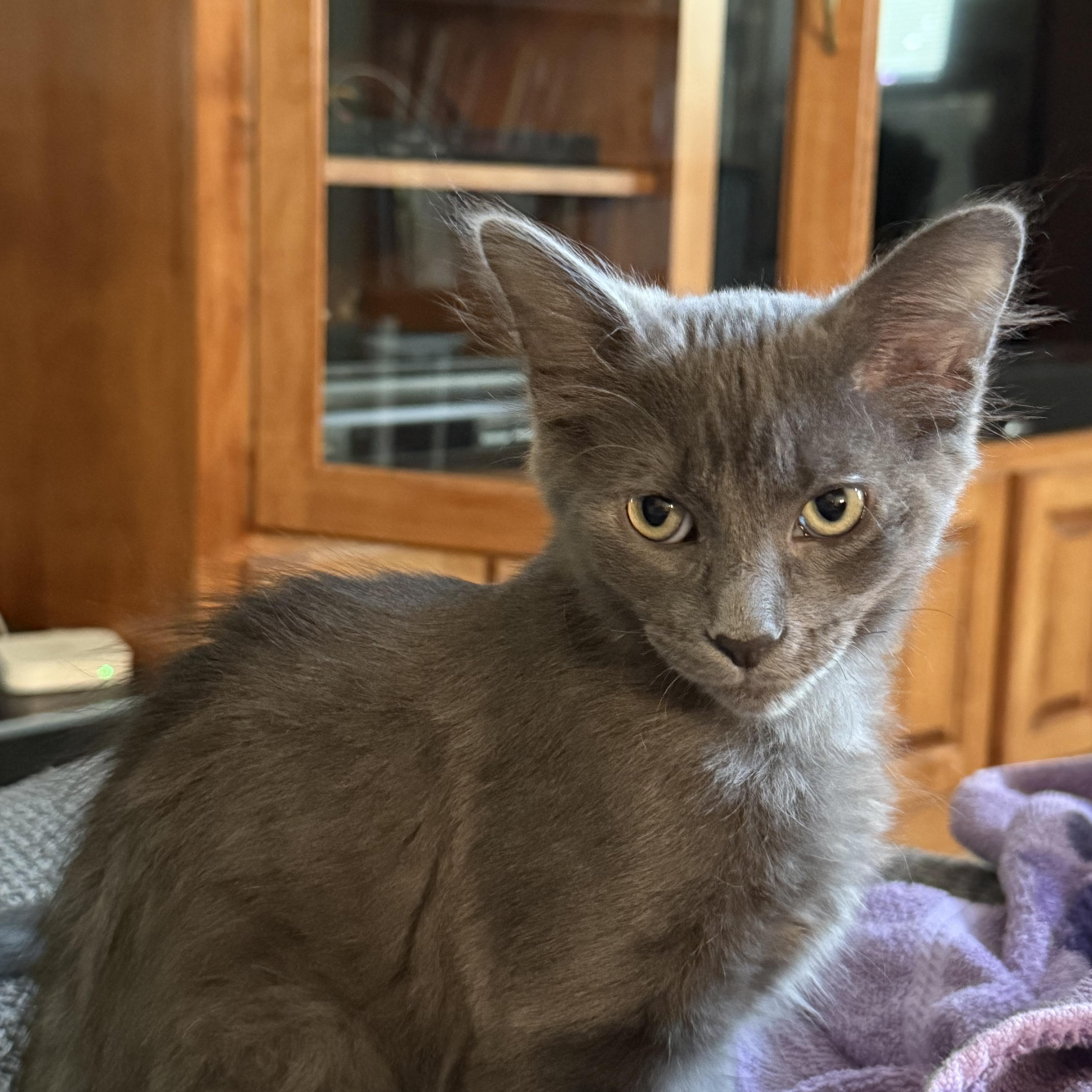 Joey- The Purrfect Blend of Playful Energy and Cuddly Comfort!