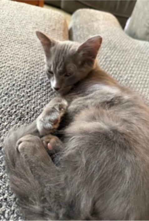 Joey- The Purrfect Blend of Playful Energy and Cuddly Comfort! 4