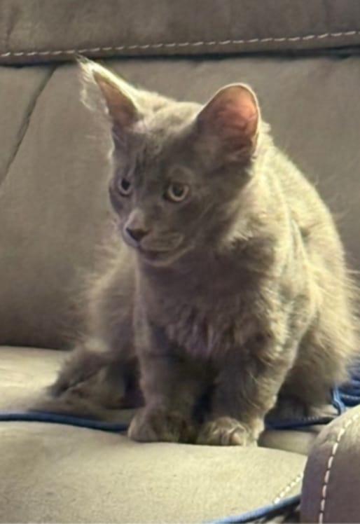 Joey- The Purrfect Blend of Playful Energy and Cuddly Comfort!, a Adoptable Domestic Short Hair in Anoka, MN image 4/5