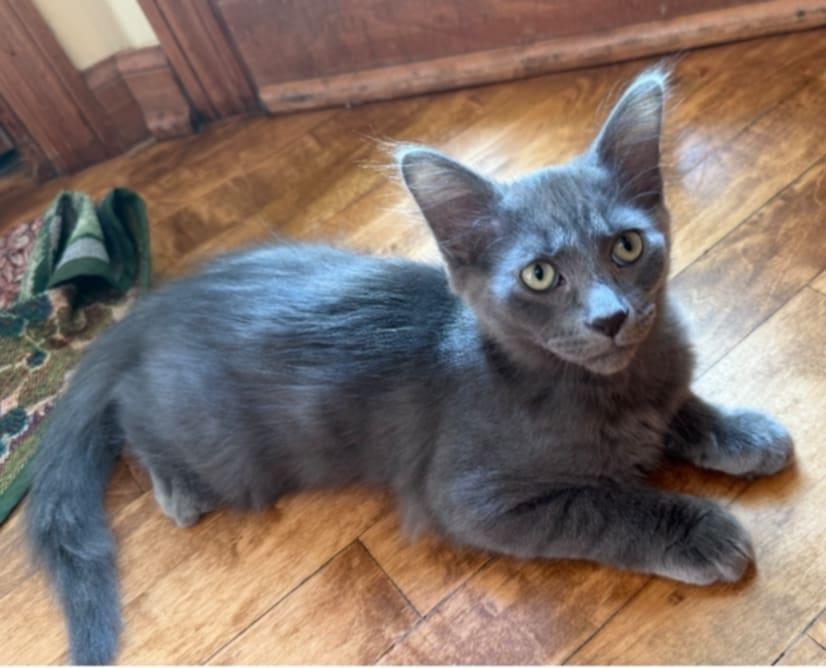 Joey- The Purrfect Blend of Playful Energy and Cuddly Comfort!