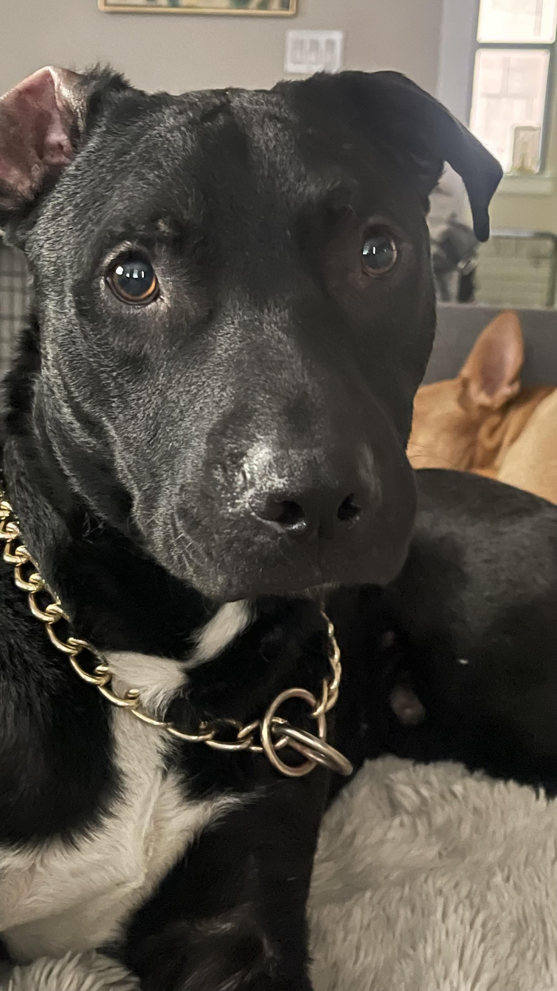 Shadow, a Adoptable mixed breed in Houston, TX image 2/6
