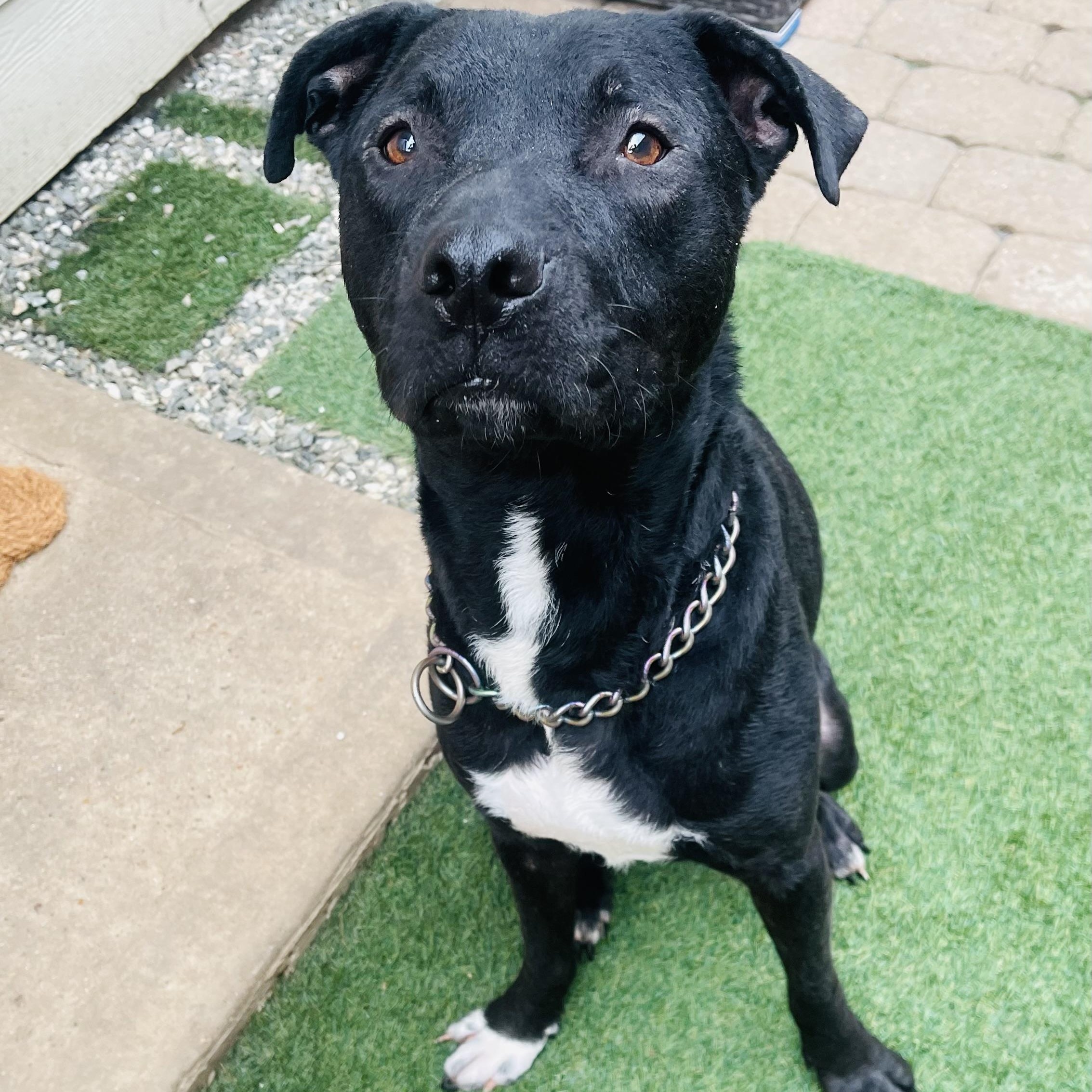 Shadow, a Adoptable mixed breed in Houston, TX image 3/6