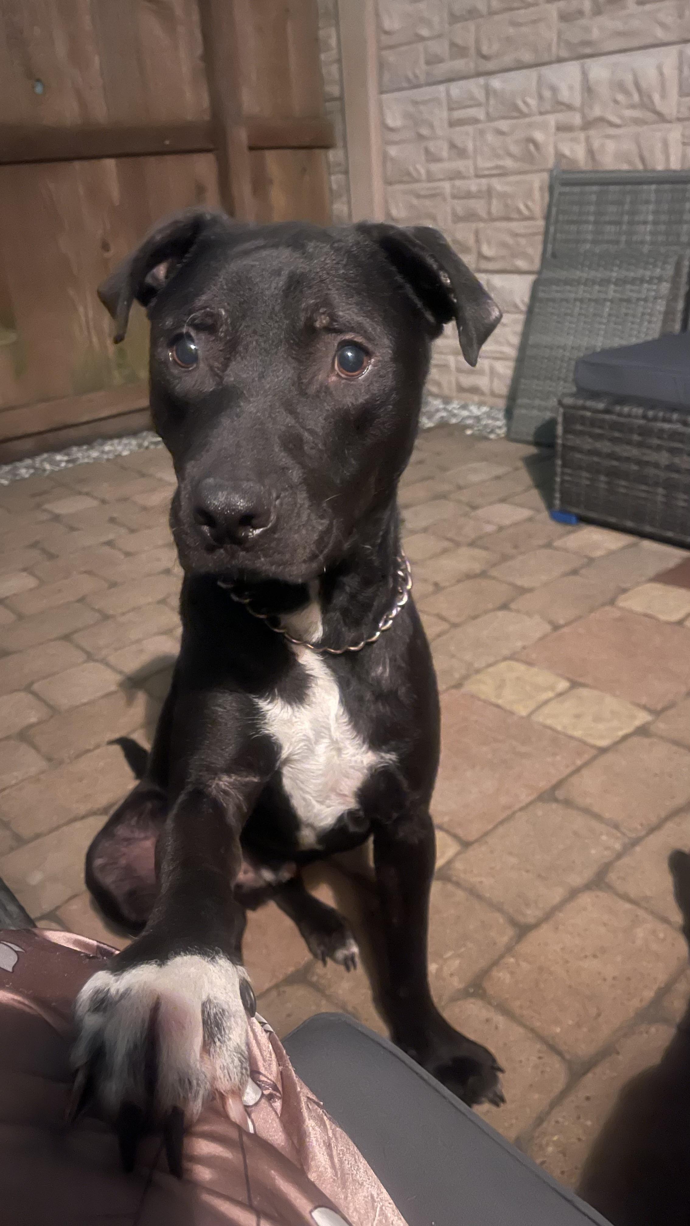 Shadow, Adoptable, Young Male German Shepherd Dog & American Staffordshire Terrier.