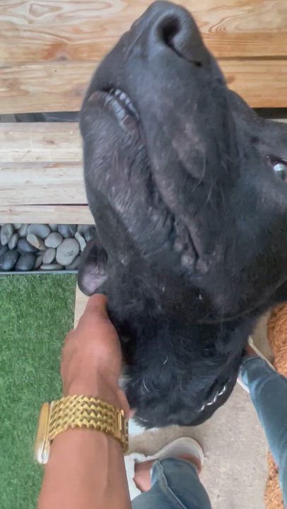 Enlarge Shadow, a Adoptable mixed breed in Houston, TX video 5/6
