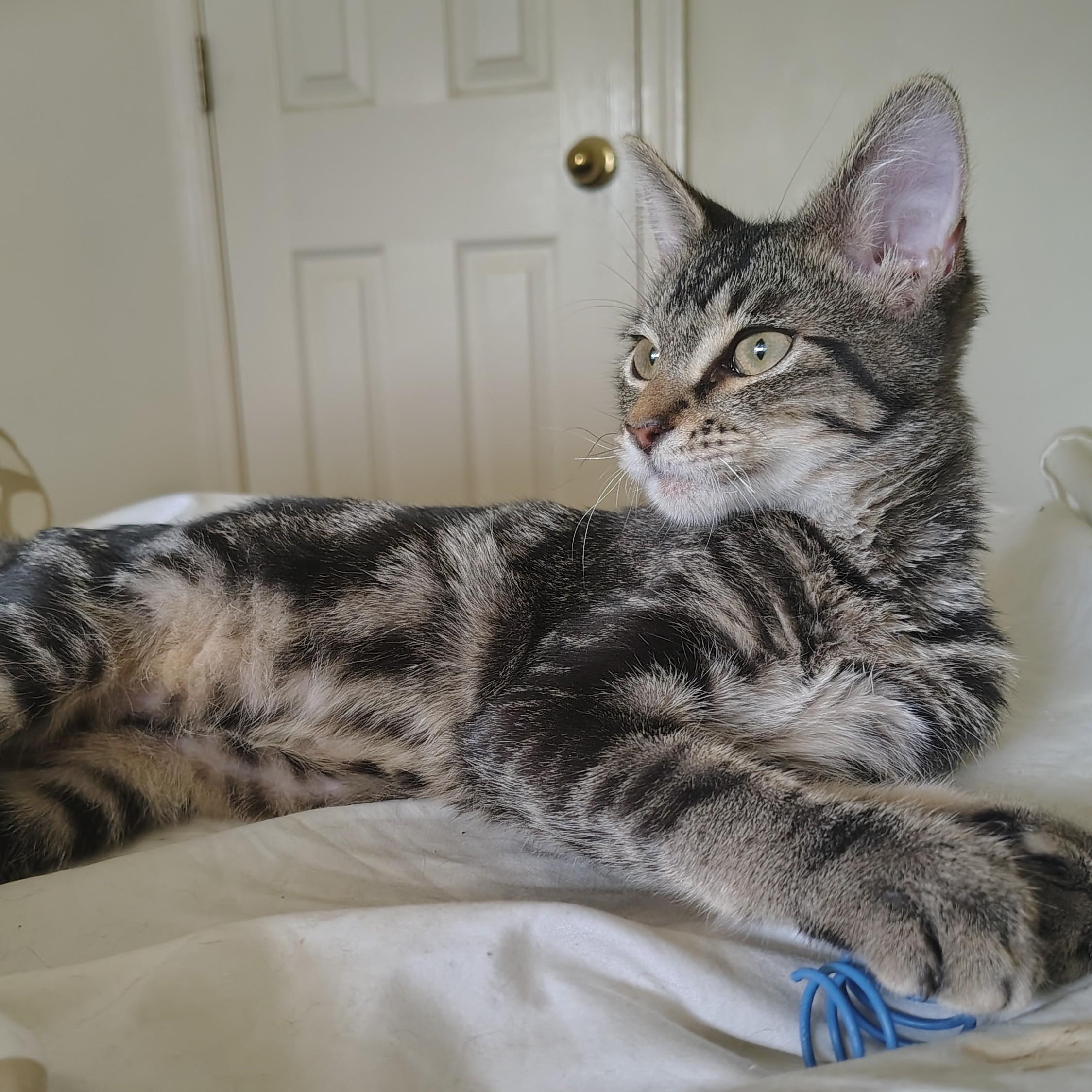 Peppy (FeLV +) — thumbnail 3