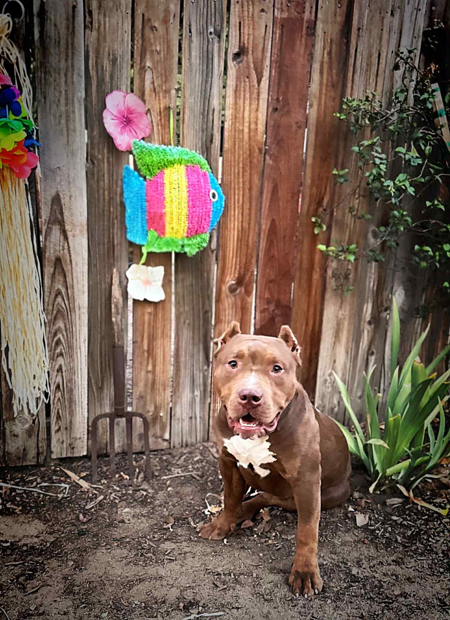 Mister, a Adoptable American Bully in Modesto , CA image 1/2