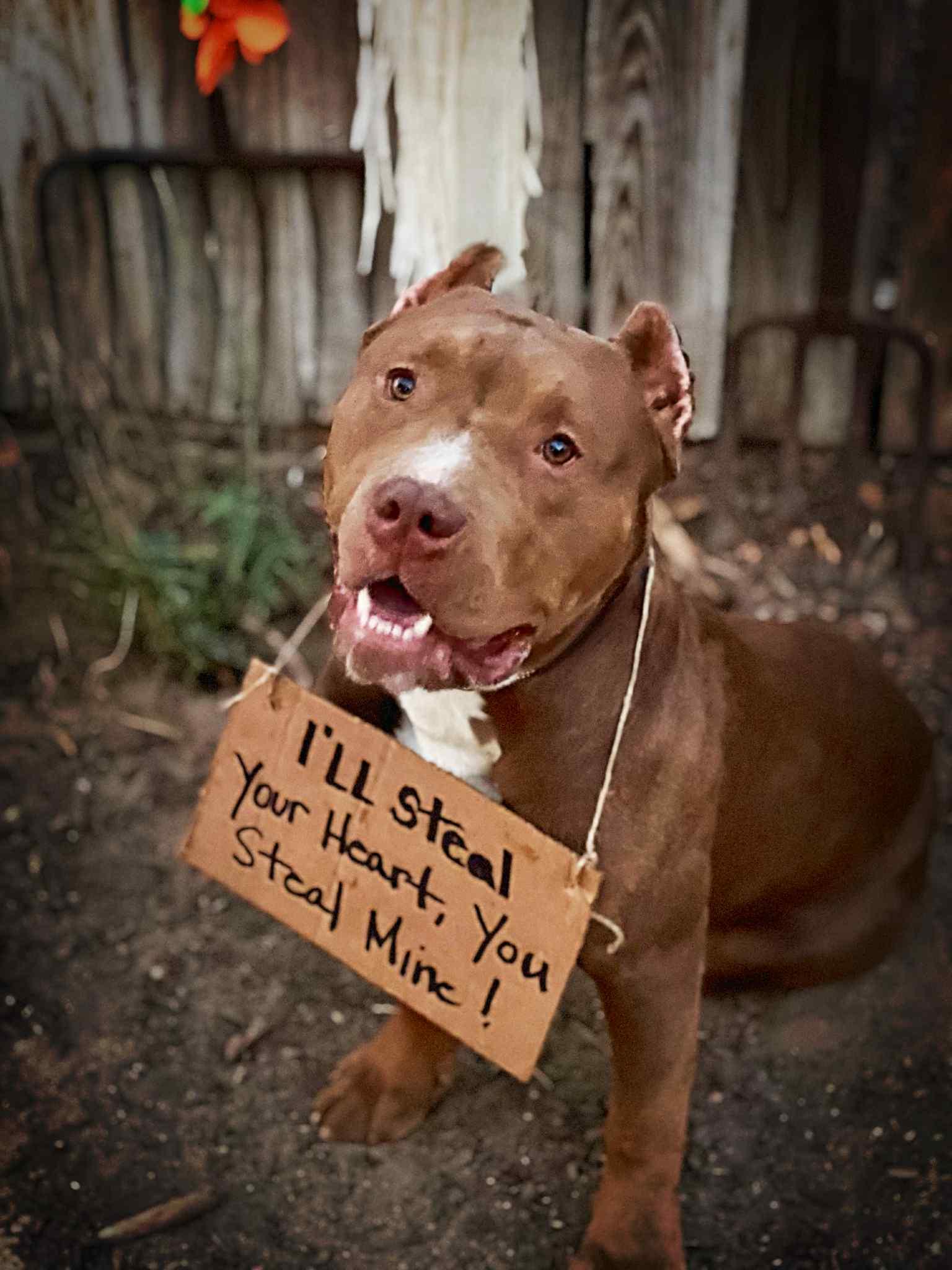 Mister, a Adoptable American Bully in Modesto , CA image 2/2