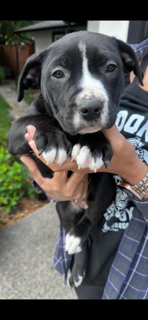 Enlarge May, an adopted mixed breed in Lodi, CA image 3/6