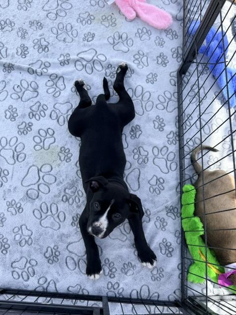 Enlarge May, an adopted mixed breed in Lodi, CA image 5/6