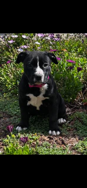 Enlarge May, an adopted mixed breed in Lodi, CA image 2/6