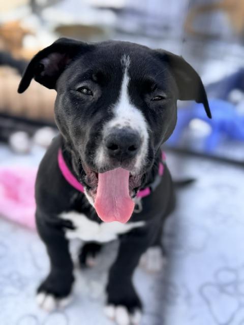 May, adopted, Puppy Female Staffordshire Bull Terrier.