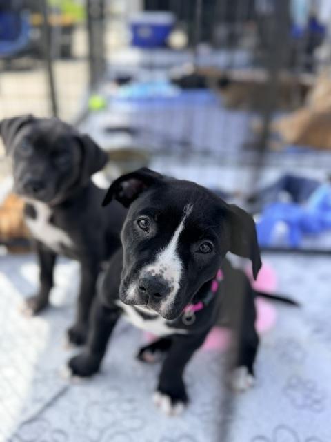 Enlarge May, an adopted mixed breed in Lodi, CA image 6/6