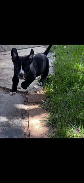 Enlarge May, an adopted mixed breed in Lodi, CA image 4/6