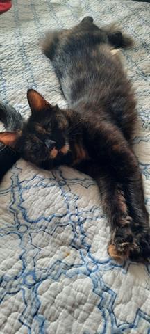 PENO, Adoptable, Adult Female Domestic Medium Hair.