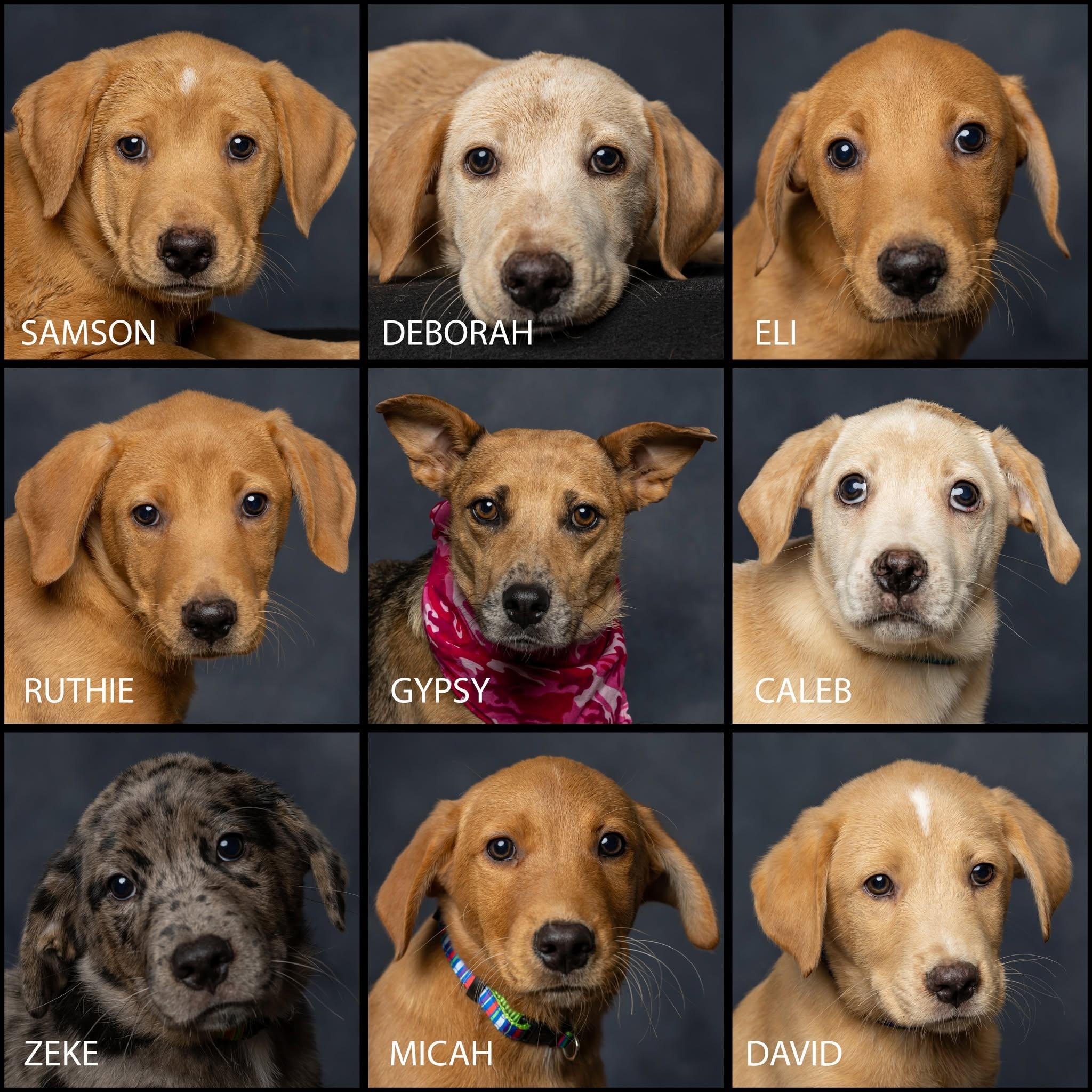 Enlarge Zeke (Gypsy and the Parsonage Pups), an adopted Mixed Breed in Cullman, AL image 2/2