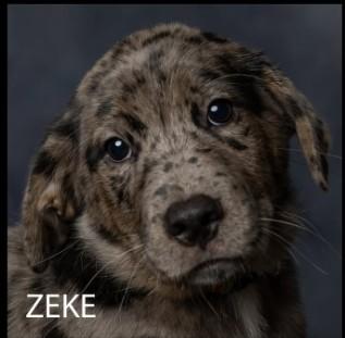 Zeke (Gypsy and the Parsonage Pups), adopted, Puppy Male Mixed Breed.