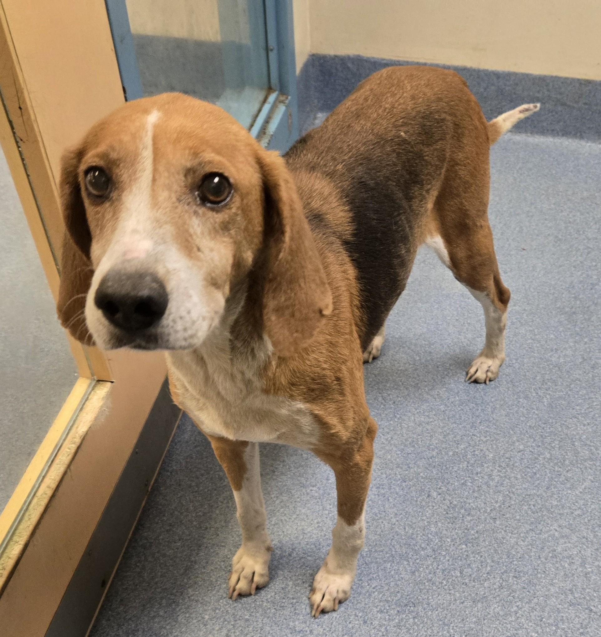Enlarge Cherry, a Adoptable Hound in Suffolk, VA image 1/2