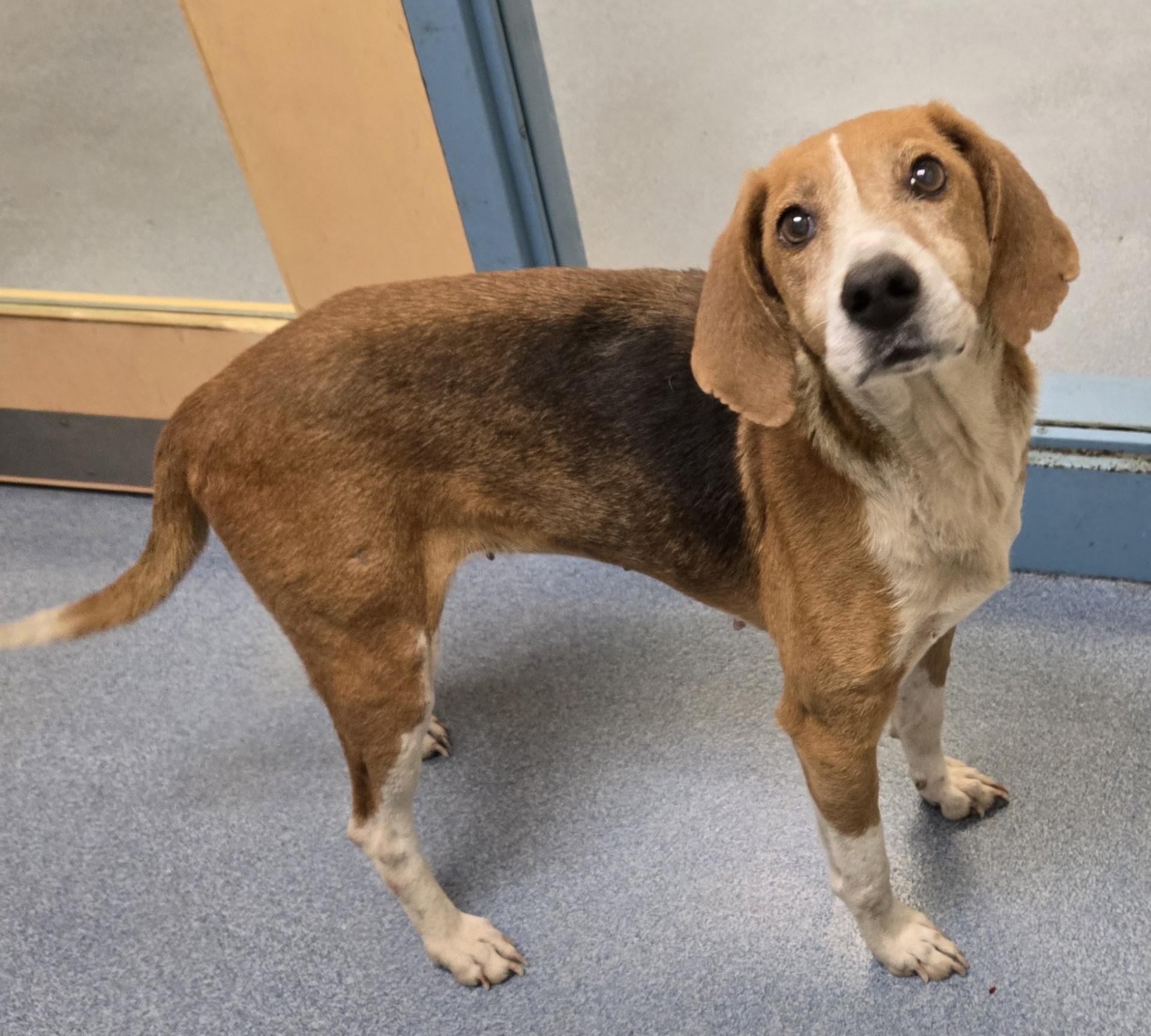 Cherry, Adoptable, Adult Female Hound.