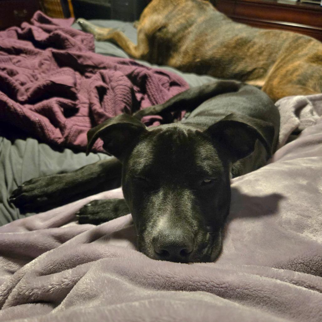 Enlarge Nomad, a Adoptable mixed breed in St. Peters, MO image 1/6