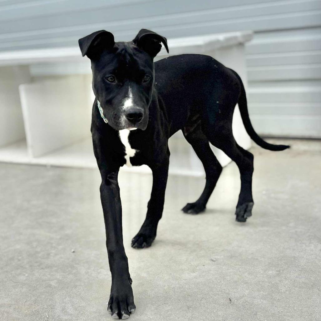 Enlarge Nomad, a Adoptable mixed breed in St. Peters, MO image 2/6