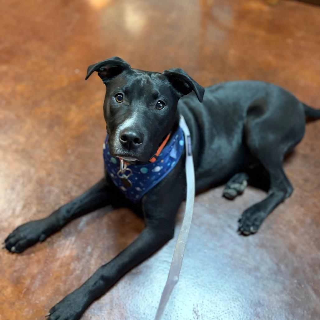 Nomad, Adoptable, Young Male Black Labrador Retriever & Mixed Breed.