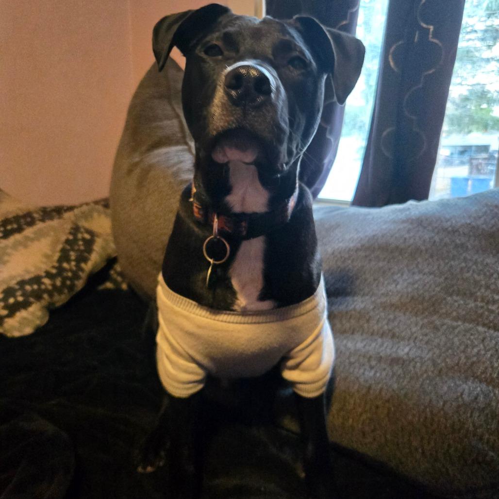 Nomad, a Adoptable mixed breed in St. Peters, MO image 2/6